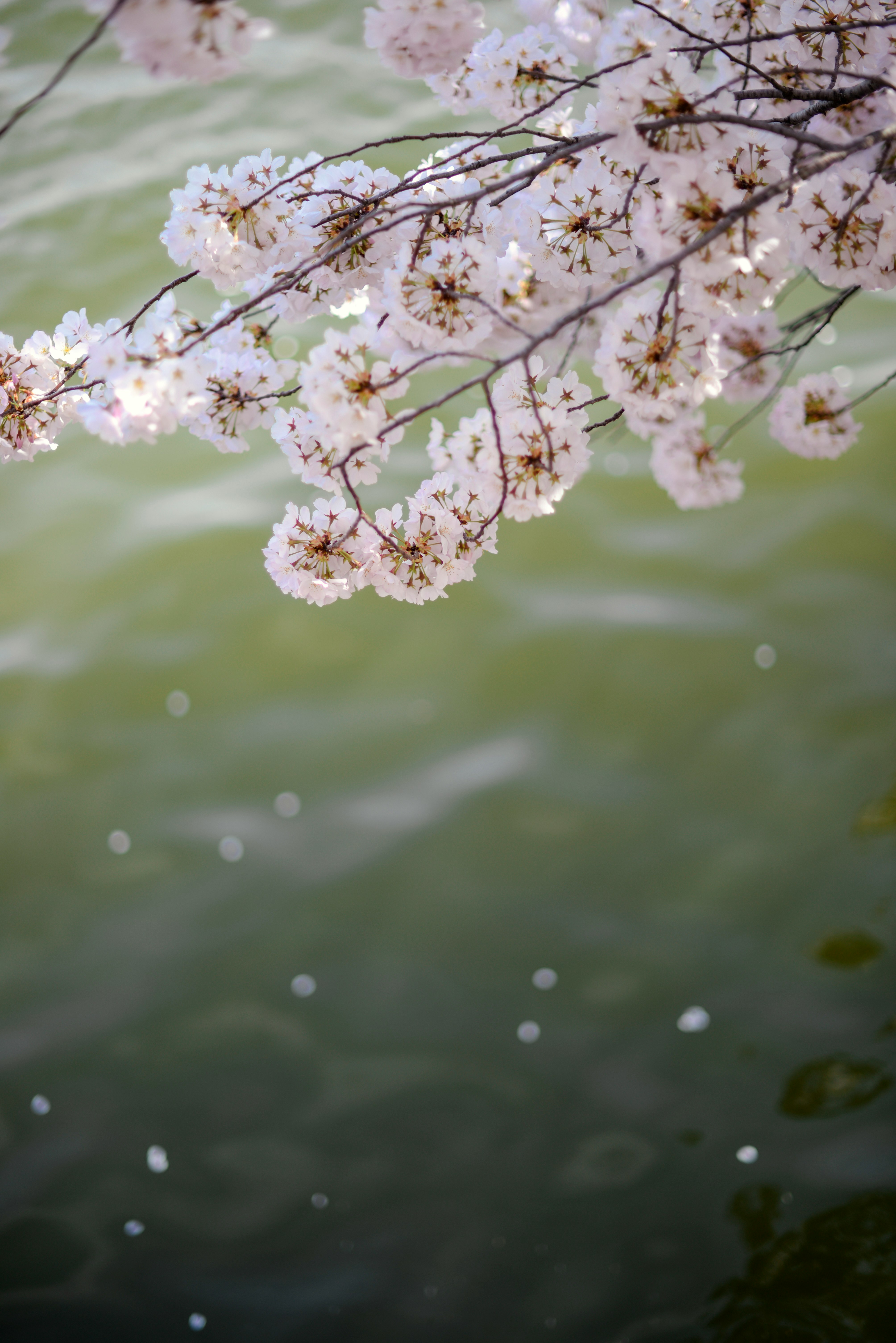 white petaled flower tree in closeup photo